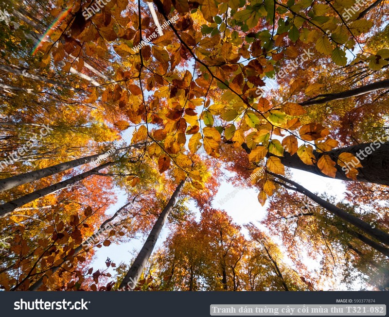 Tranh dán tường cây cối mùa thu T321-082